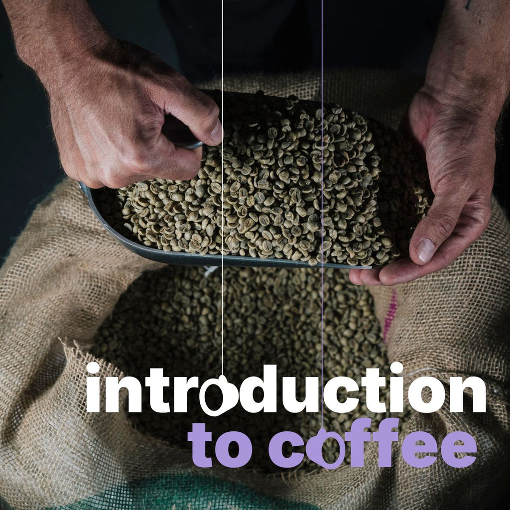 INTRODUCTION TO COFFEE